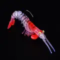FJORD High Quality 6.5/12.5/17g Soft Shrimp Lures Lead Hook Fishing Bait Lures Wholesale - photo 4